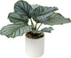 Briful Small Fake Plant 13" Faux Calathea Plants Indoor Artificial Potted Plant in White Ceramic Greenery House Plant for Home Table Office Bathroom Shelf Living Room Desk Decoration