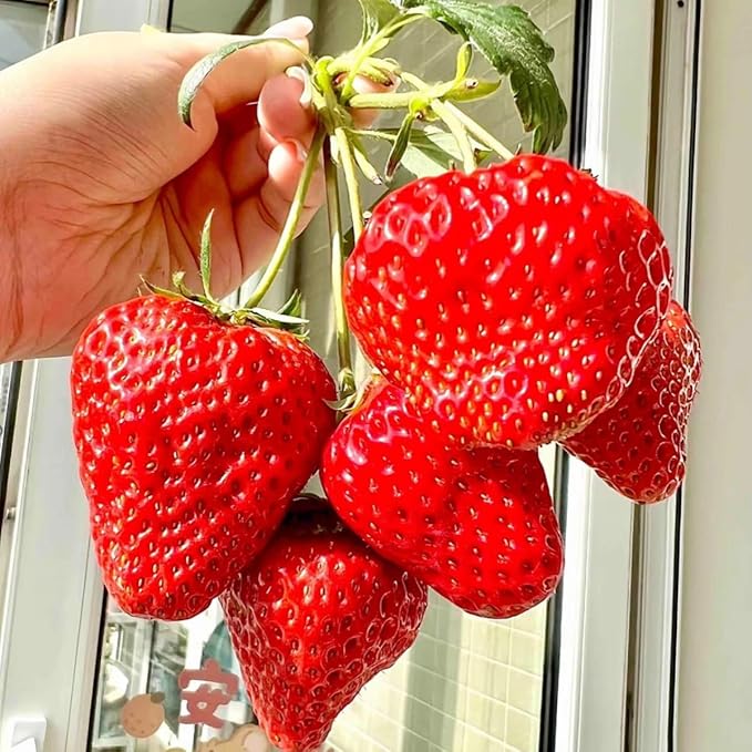 300+ PCS Giant Garden Strawberry Strawberry Sweet and Delicious Fruit Seeds for Planting Free for Planting