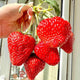300+ PCS Giant Garden Strawberry Strawberry Sweet and Delicious Fruit Seeds for Planting Free for Planting