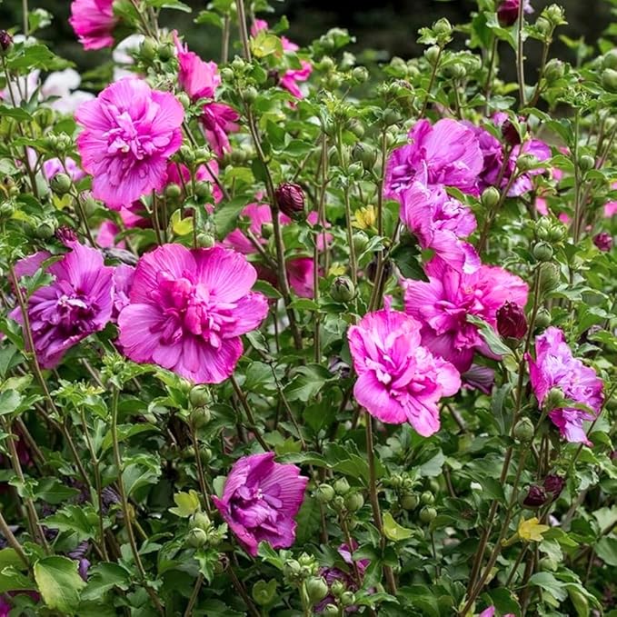 2 Pink Althea Rose of Sharon Plants Live Trees Seedlings, 1 Year Old Bareroots 1-2 Feet Tall, Winter Hardy, Flowering Shrubs for Outdoor Planting, Multicolor on One Plant