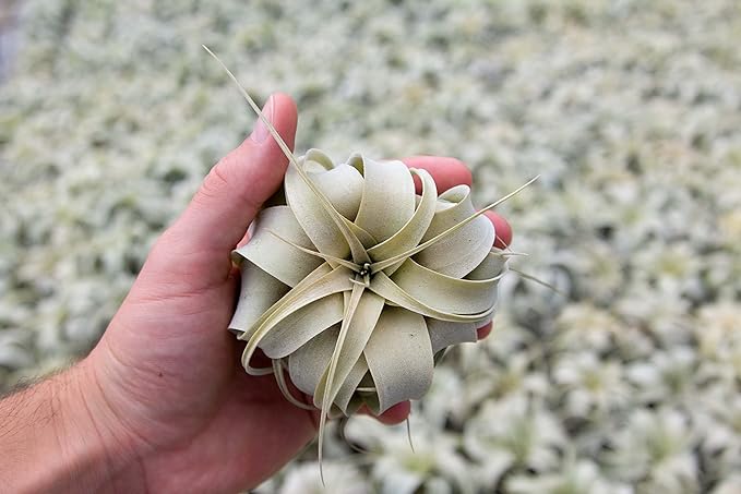 Seedling Xerographica Air Plants 2 to 4 Inch Wide - Tillandsia Succulent House Plants - Available in Wholesale and Bulk - Home and Garden Decor Holders - Easy Care Indoor and Outdoor Plants (1 PC)