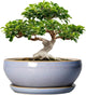 SQOWL 12 Inch Bonsai Pots - Shallow Ceramic Planter for Indoor Plants Outdoor, Large Succulent Pots with Drainage Hole and Saucer, Round Planter Bowl, Porch Decor, Gifts for Plant Lover, Blue