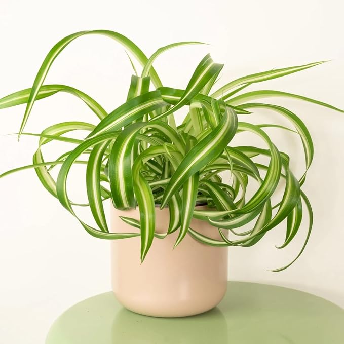 Curly Spider Plants Live House Plant | 4 Inch Pot Hanging Bonnie Spider Plant | Low Maintenance, Thrives in Home & Office, Perfect for Plant Enthusiasts