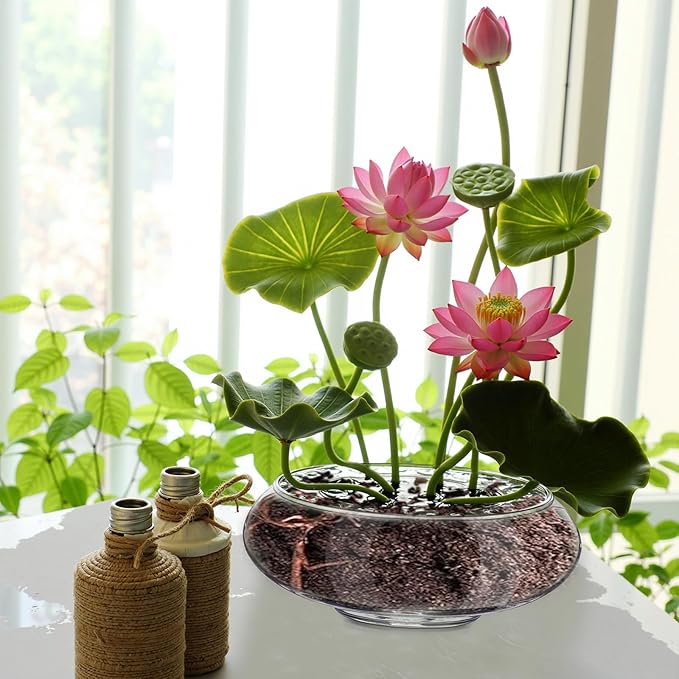 Baderke 3 Pcs Hydroponic Planter Lotus Flower Pot Planter Lotus Bowl Clear Glass Fish Bowl Vase for Planting Indoor Home Decor Water Lily Narcissus Planting Water Lily (7.09in)