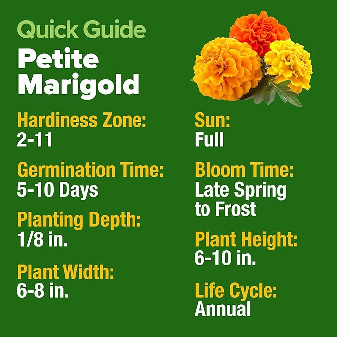 HOME GROWN Petite French Marigold Seeds 658 Flower Seeds for Planting Outdoor Easy to Grow Companion Plant & Quick Blooming Pollinator Heirloom Wildflower Seeds (Tagetes patula)