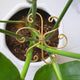 5PCS Monstera Plant Support System 4.1IN - Durable Hook Stem Supports for Healthy Growth, Stabilizer for Leaves and Turtle Shells, Easy-to-Use Indoor Plant Care, Ideal Present for Plant Lovers