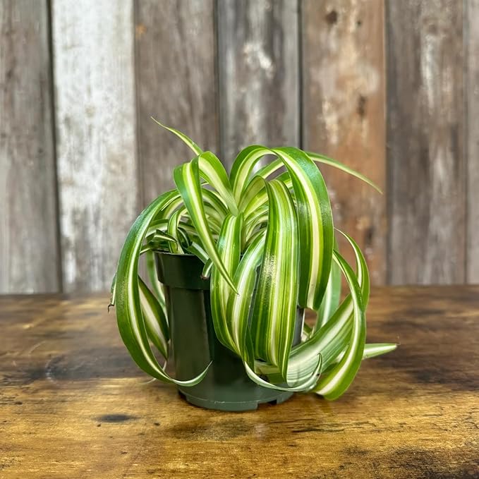 Curly Spider Plants Live House Plant | 4 Inch Pot Hanging Bonnie Spider Plant | Low Maintenance, Thrives in Home & Office, Perfect for Plant Enthusiasts