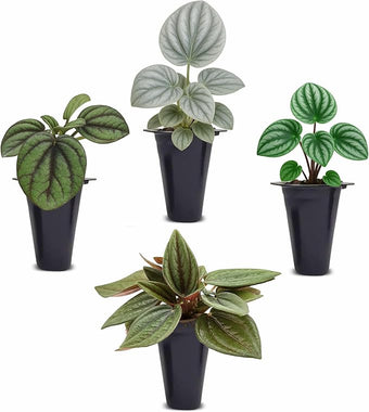 Peperomia Plant Collection (4 Pack)– Set of Rare Varieties | Watermelon, Frost, Eden Rosso & Piccolo Banda | Easy Indoor Houseplants, Live Plants for Home Decor (Peperomia Collection)