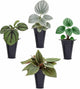 Peperomia Plant Collection (4 Pack)– Set of Rare Varieties | Watermelon, Frost, Eden Rosso & Piccolo Banda | Easy Indoor Houseplants, Live Plants for Home Decor (Peperomia Collection)