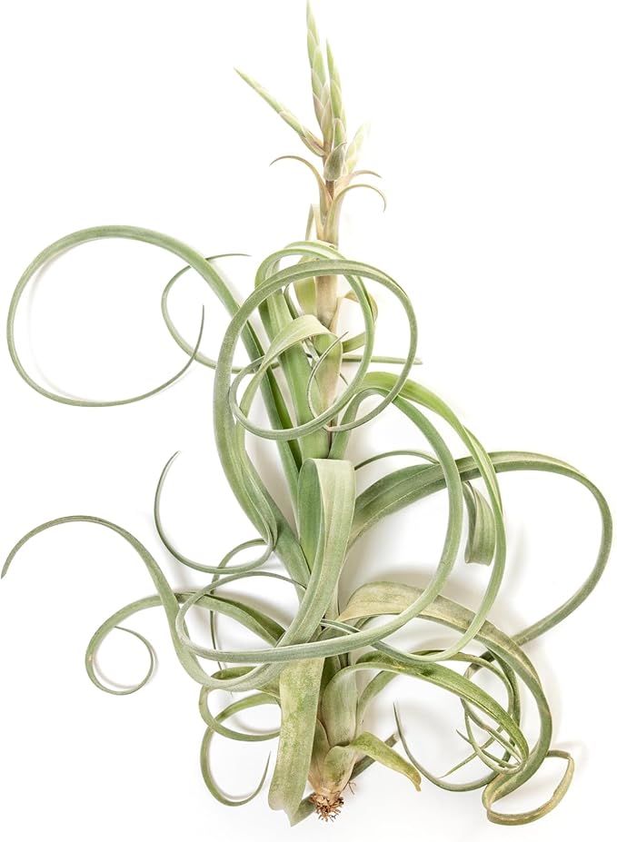 Air Plant Shop Tillandsia Curly Slim Mounted on Natural Cedar Plank - Wholesale and Bulk - Succulents - Live Tillandsia - Easy Care Indoor and Outdoor House Plants