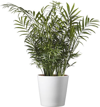American Plant Exchange Parlor Palm – Live 6-Inch Potted Houseplant with Pot Cover, Easy-Care Air-Purifying Indoor Palm, Low-Light Tropical Plant for Home, Office, Bedroom & Indoor Décor