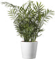 American Plant Exchange Parlor Palm – Live 6-Inch Potted Houseplant with Pot Cover, Easy-Care Air-Purifying Indoor Palm, Low-Light Tropical Plant for Home, Office, Bedroom & Indoor Décor