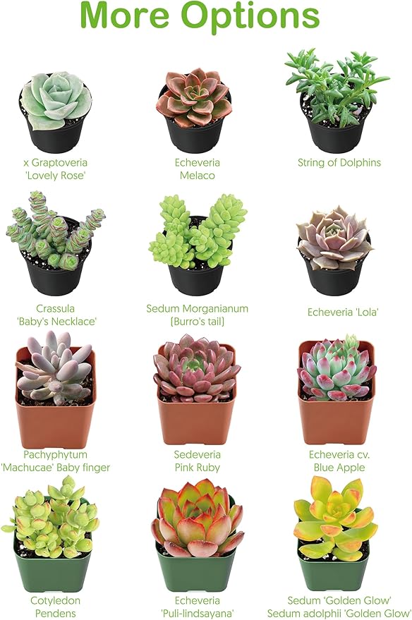2" Live Succulent 'Sedum adolphii Shooting Stars', Rare Succulent Plants Fully Rooted in Pots, Unique House Plant for DIY, Party Favor, Home Office Decoration