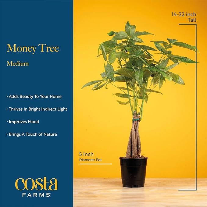 Costa Farms Money Tree Live Plant in Decorative Pot, Easy to Maintain, Air Purifying Braided Indoor Houseplant, Home, Room, or Office Decor, House Warming or Birthday Gift, 12-16 Inches Tall