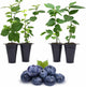 Pink Lemonade Blueberry (Reka)