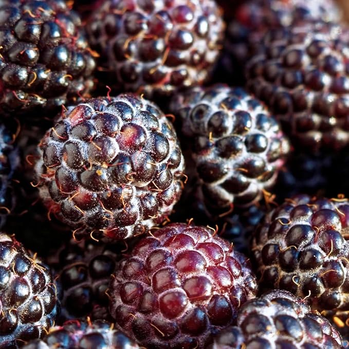 'Tahi' Black Raspberry Plant - Thornless Black Raspberry Plants - Live Plants (10)