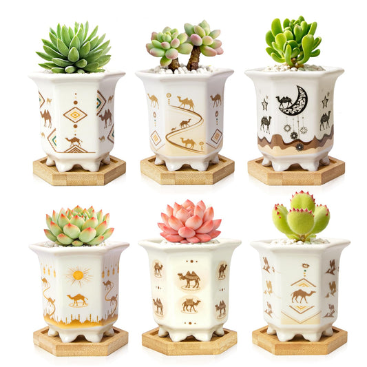 3.3 Inch Small Succulent Pots with Drainage and Bamboo Tray Set of 6