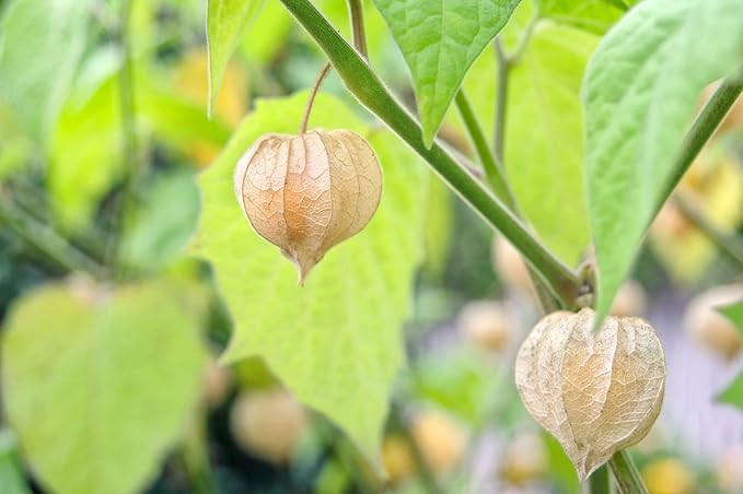 Ground Cherry Aunt Molly's 50 Seeds (Physalis pruinosa) Heirloom - Open Pollinated