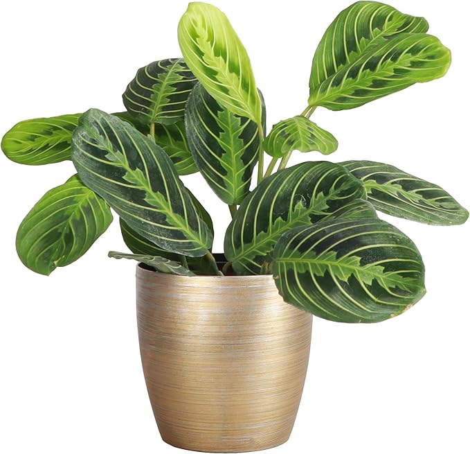 Thorsen's Greenhouse Lemon Lime Prayer Plant, Live Indoor Plant, Pet Friendly, Attractive Houseplant, Lemon Maranta, Natural Air Purifier, Easy to Grow, 4" Diameter Pot (Gold)