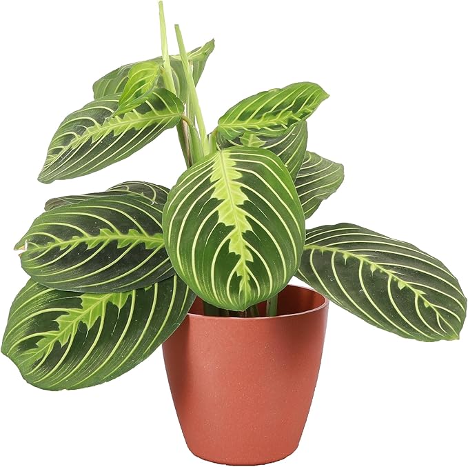Thorsen's Greenhouse Lemon Lime Prayer Plant, Live Indoor Plant, Pet Friendly, Attractive Houseplant, Lemon Maranta, Natural Air Purifier, Easy to Grow, 4" Diameter Pot (Terra Cotta)