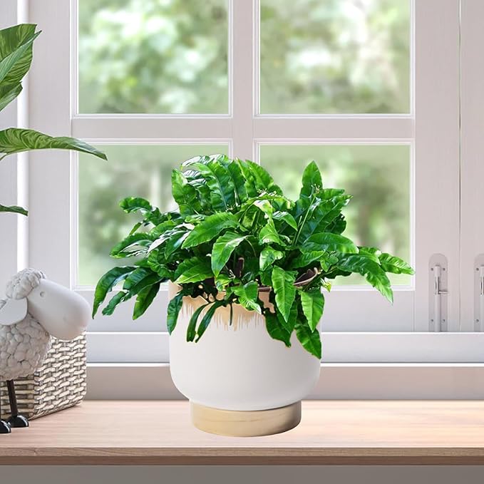 LB White Gold Ceramic Plant Pot for Indoor Plants, Succulent Planters Ceramic Plant Pots, Modern Flower Pots for Living Room Office Home Decor, Round Flower Pot of 4.3 Inch(Plant Not Included)