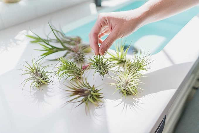 DIY Terrarium Kit with Air Plants - Air Plant Tillandsia Holder - Live Tillandsia Succulent House Plant - Wholesale and Bulk - Home and Garden Decor - Easy Care Indoor and Outdoor Plant (Diamond)