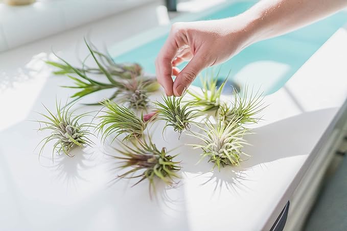 Medium Natural Cork Bark DIY Kit with Mini Xerographica Air Plants, Glue and Hook - Live Tillandsia Succulent House Plant - Wholesale and Bulk - Home and Garden Decor - Easy Care Indoor Outdoor Plants