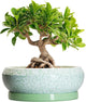 EPFamily Bonsai Pots Ceramic - 8 Inch Succulent Pots Indoor Outdoor, Shallow Planters with Drainage Hole and Tray, Ceramic Planter Bowl, Round Planter, Apartment Decor, Gifts for Plant Lovers, Green