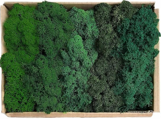 prefleur Preserved Reindeer Moss Natural Green DIY Kit Gardenning Art Wall Decor Florist Decor Easter Table Decor Wedding