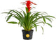 Costa Farms Bromeliad Live Plant | Blooming Flowers, 20-Inches Tall | Live Indoor Houseplant in Garden Flower Pot | Color Varies | Housewarming Gift | Home, Office and Room Decor