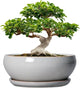 SQOWL 12 Inch Bonsai Pots - Large Ceramic Succulent Pots with Drainage Hole and Saucer, Shallow Planter for Indoor Outdoor Plants Flowers, Round Planter Bowl, Garden Decor, Gifts for Women, Gray