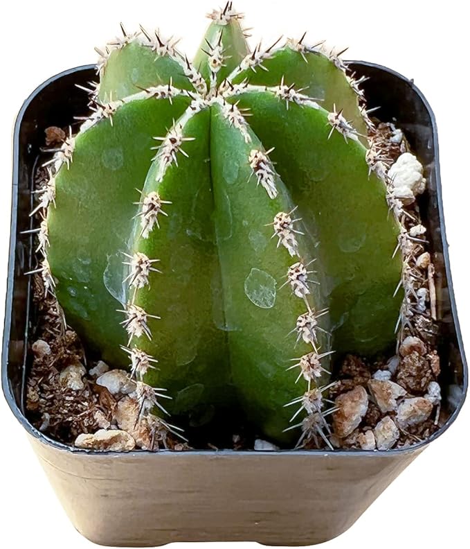 Sprout N Green Mexican Fence Post Cactus | Pachycereus marginatus, Live Cactus Plant Rooted in 2in Nursery Pot, Indoor Outdoor Office Home Garden Décor