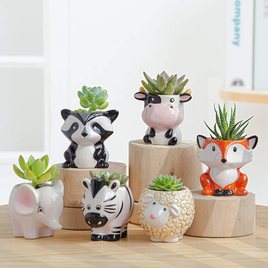 Cute Succulent Planter, Succulent Pots with Drainage Hole Flower Plant Pot