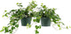 American Plant Exchange English Ivy – Live 6-Inch 2-Pack, Fast-Growing Air-Purifying Vine, Easy-Care Indoor & Outdoor Houseplant for Hanging Baskets, Walls & Home or Office Décor