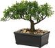Artificial Bonsai Tree Juniper Faux Plants Indoor Small Fake Plants Decor with Ceramic Pots for Home Table Office Desk Bathroom Shelf Bedroom Living Room Farmhouse Decorations
