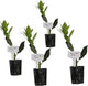 Mediterranean Bay Leaf, Bay Laurel Live Plant. Standard Variety - Laurus Nobilis. Live Plant. Fragrant, Fresh, Edible. Best for Ground Planting Outdoor. (4 Bay Laurel Plants in Cup)