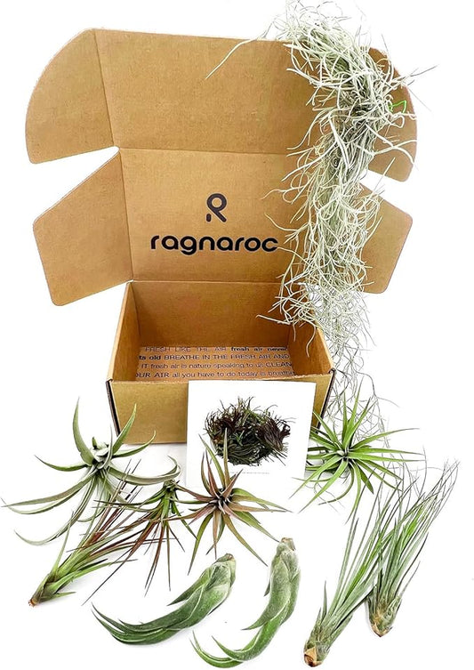 ragnaroc Live Air Plants - Tillandsia Gift Box TOR Variety Pack - 10 Count Large, 4-10 inches – Live Indoor Plants & Live 15 inch Spanish Moss – Live Plants for Home décor, Live Arrival Guaranteed