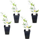Carolina Jasmine Plant, Live Evergreen Vine, Fragrant Yellow Blooms, Fast Growing Climber for Trellis, Fences, or Arbors - Gelsemium sempervirens - 4 Cups