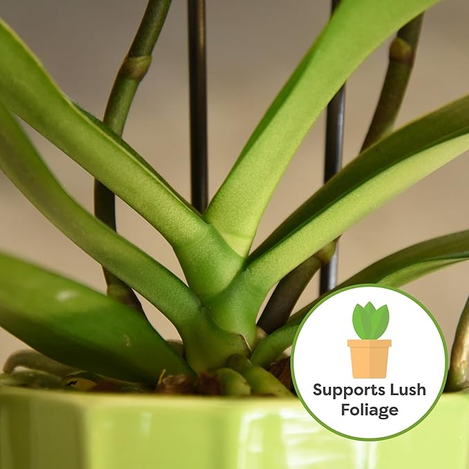 All Natural Orchid Potting Mix by Perfect Plants - 1 Quart Special Blend for Proper Root Development on All Orchid Plant Types