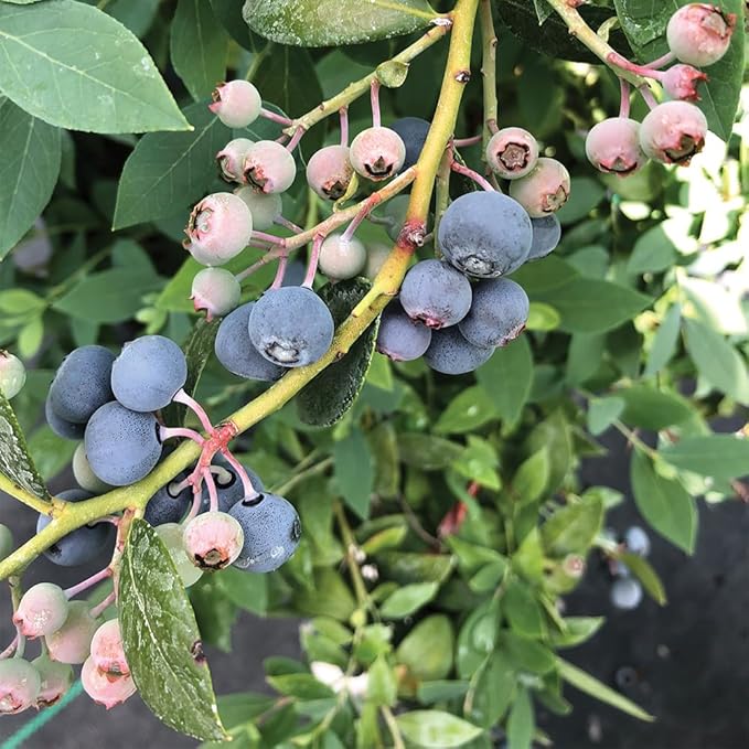 Proven Winners 2 Gal. Splendid! Blueberry Shrub