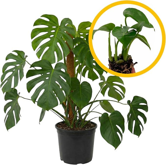 ragnaroc Monstera Deliciosa 2-4" 1ct – Live Plant for Indoor Outdoor Use, Garden & Landscaping – Live Arrival Guaranteed