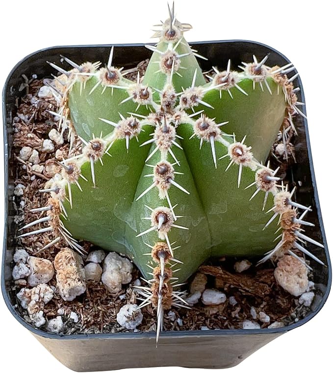 Sprout N Green Mexican Fence Post Cactus | Pachycereus marginatus, Live Cactus Plant Rooted in 2in Nursery Pot, Indoor Outdoor Office Home Garden Décor