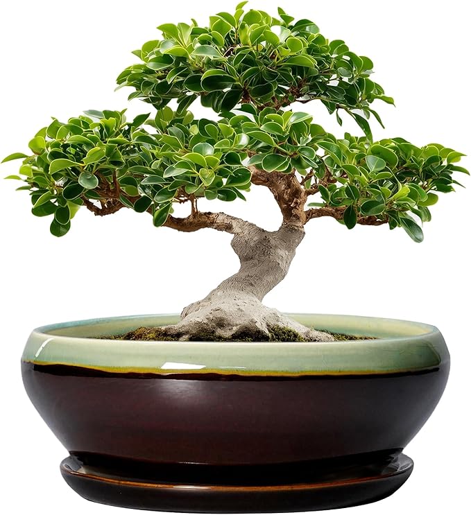 SQOWL Bonsai Pots 12 Inch - Large Ceramic Pots for Succulents with Drainage Hole and Saucer, Shallow Planter for Indoor Plants Outdoor, Round Planter Bowl, Office Decor, Gifts for Women, Green-Brown