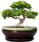 SQOWL Bonsai Pots 12 Inch - Large Ceramic Pots for Succulents with Drainage Hole and Saucer, Shallow Planter for Indoor Plants Outdoor, Round Planter Bowl, Office Decor, Gifts for Women, Green-Brown