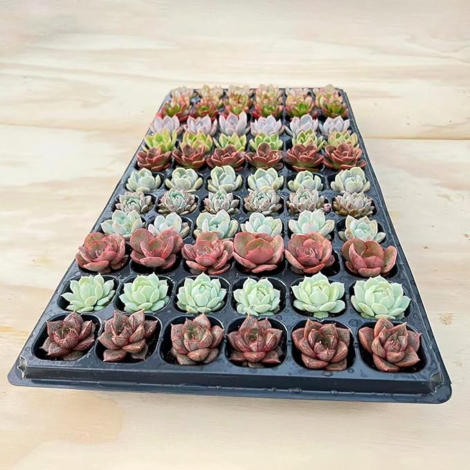 Sprout N Green 3 Assorted Succulents with Root, 3 Different Varieties Live Plants Collection, Without Plant Pot, Great for Gardener Beginner, DIY Projects, Wedding Party Favor, Easy to Care