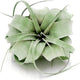 ragnaroc Air Plants - Tillandsia Xerographica, Regular 3-5” - 1ct - Live Arrival Gauranteed - House Plants for Home Decor & Gift