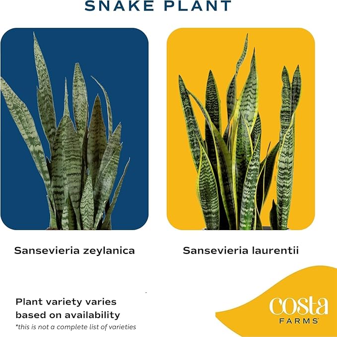 Costa Farms Snake Plant, Sansevieria Live Plant in Decorative Pot, Easy to Maintain, Air Purifying Succulent Indoor Houseplant, Assorted Variety, Home, Room, or Office Décor, 8-12 Inches Tall