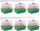 MIXC Seed Starter Kit with Grow Light, Elevated Seedling Tray Kit with Adjustable Humidity Dome and Clear Cell Tray, 12 Full Spectrum Led Beads for Seed Starting Greenhouse, 6 Pack, Green