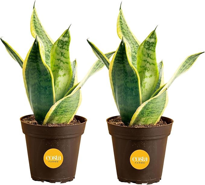 Costa Farms Snake Plants, Live Plants in Plastic Pots, Easy to Maintain, Air Purifying Indoor Succulent Houseplants, Assorted Variety, Home or Office Decor, 8-12 Inches Tall, Pack of 2