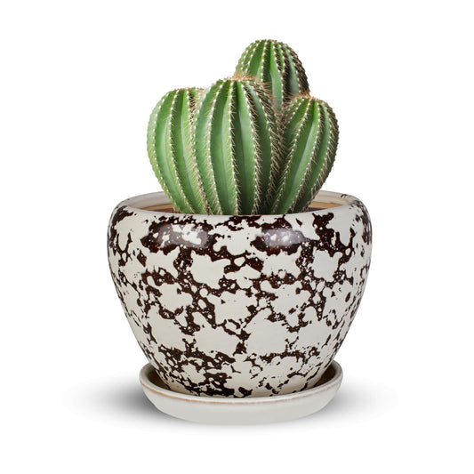 Ceramic Plant Pots With Saucer & Drainage, 6 inch Indoor Flower Pots